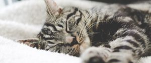 Preview wallpaper cat, muzzle, striped, lies