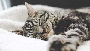 Preview wallpaper cat, muzzle, striped, lies