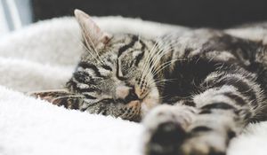 Preview wallpaper cat, muzzle, striped, lies