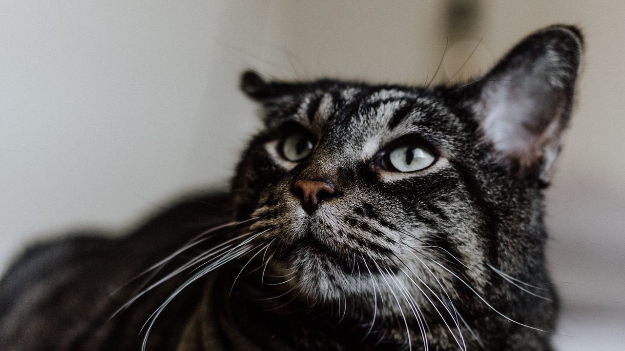 Wallpaper cat, muzzle, striped, mustache, look