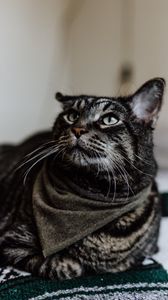 Preview wallpaper cat, muzzle, striped, mustache, look