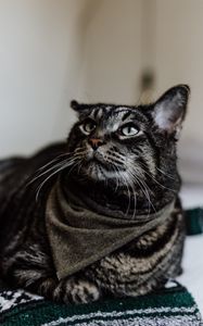 Preview wallpaper cat, muzzle, striped, mustache, look