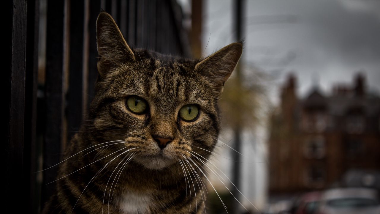 Wallpaper cat, muzzle, striped, look, sad