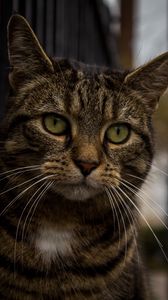 Preview wallpaper cat, muzzle, striped, look, sad