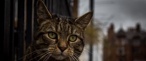 Preview wallpaper cat, muzzle, striped, look, sad