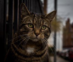 Preview wallpaper cat, muzzle, striped, look, sad