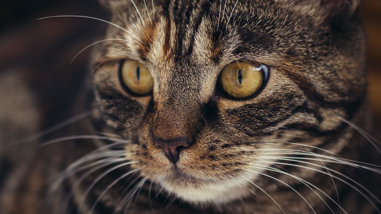 Wallpaper cat, muzzle, striped, pensive