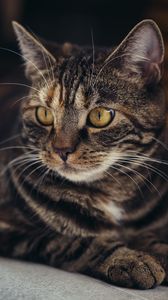 Preview wallpaper cat, muzzle, striped, pensive
