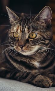 Preview wallpaper cat, muzzle, striped, pensive