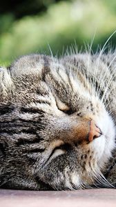 Preview wallpaper cat, muzzle, striped, sleep