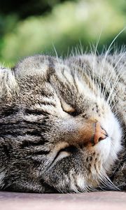 Preview wallpaper cat, muzzle, striped, sleep