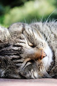 Preview wallpaper cat, muzzle, striped, sleep