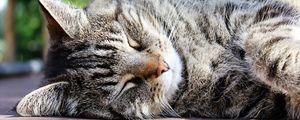 Preview wallpaper cat, muzzle, striped, sleep