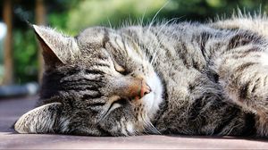 Preview wallpaper cat, muzzle, striped, sleep