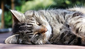 Preview wallpaper cat, muzzle, striped, sleep