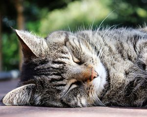 Preview wallpaper cat, muzzle, striped, sleep