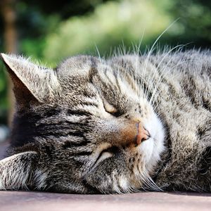 Preview wallpaper cat, muzzle, striped, sleep