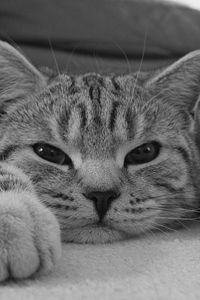 Preview wallpaper cat, muzzle, striped, eyes, rest, black white