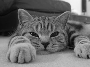 Preview wallpaper cat, muzzle, striped, eyes, rest, black white