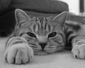 Preview wallpaper cat, muzzle, striped, eyes, rest, black white