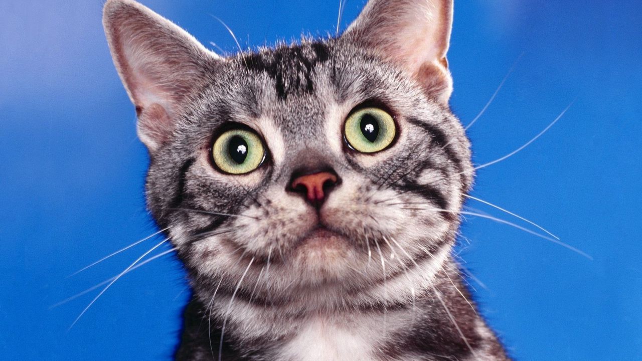Wallpaper cat, muzzle, striped, look