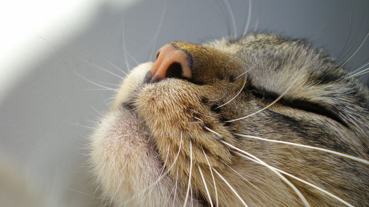 Wallpaper cat, muzzle, tenderness, nose, mustache
