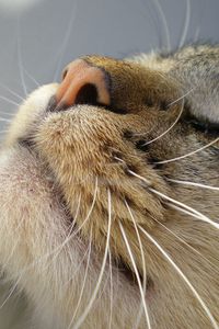 Preview wallpaper cat, muzzle, tenderness, nose, mustache