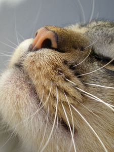 Preview wallpaper cat, muzzle, tenderness, nose, mustache