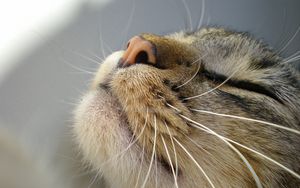 Preview wallpaper cat, muzzle, tenderness, nose, mustache