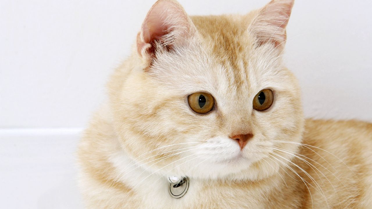 Wallpaper cat, muzzle, thick, collar, lie