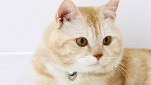 Preview wallpaper cat, muzzle, thick, collar, lie