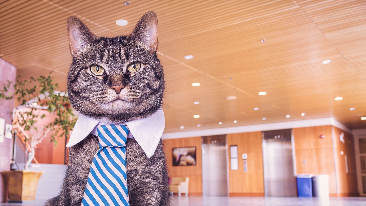 Wallpaper cat, muzzle, tie