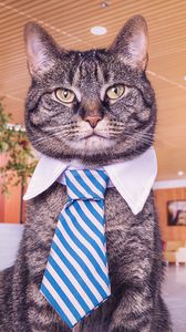 Preview wallpaper cat, muzzle, tie