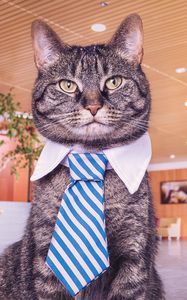 Preview wallpaper cat, muzzle, tie