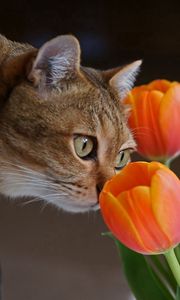 Preview wallpaper cat, muzzle, tulips, curiosity