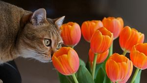 Preview wallpaper cat, muzzle, tulips, curiosity
