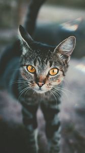 Preview wallpaper cat, muzzle, view, striped, blur