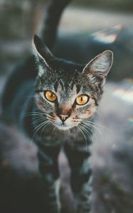 Preview wallpaper cat, muzzle, view, striped, blur