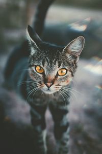 Preview wallpaper cat, muzzle, view, striped, blur