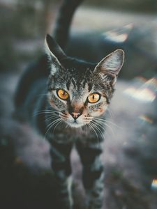 Preview wallpaper cat, muzzle, view, striped, blur