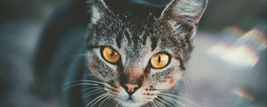 Preview wallpaper cat, muzzle, view, striped, blur