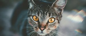 Preview wallpaper cat, muzzle, view, striped, blur