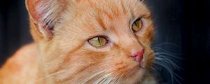 Preview wallpaper cat, muzzle, whiskers, look