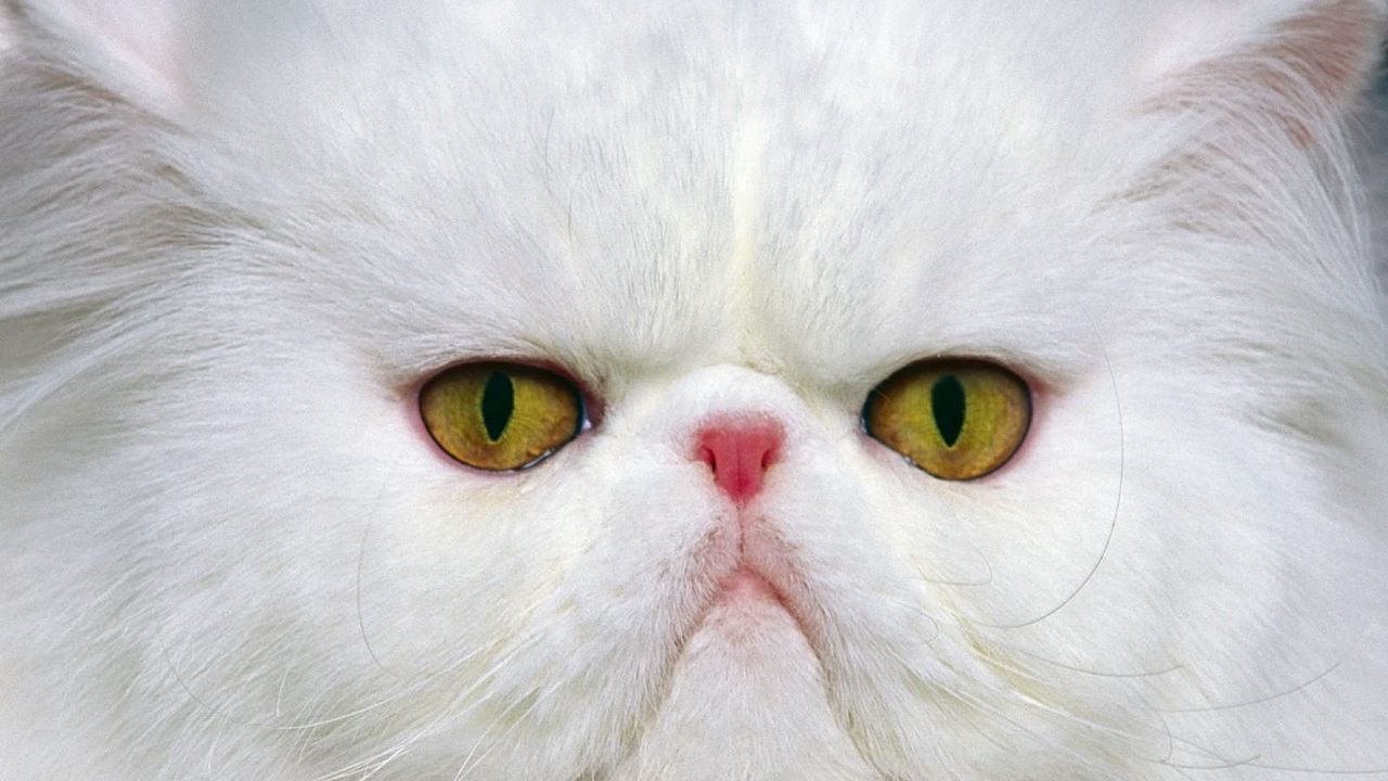 Wallpaper cat, muzzle, white, persian