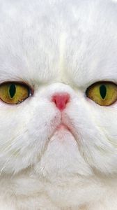 Preview wallpaper cat, muzzle, white, persian