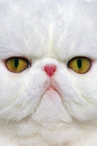 Preview wallpaper cat, muzzle, white, persian