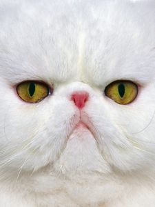 Preview wallpaper cat, muzzle, white, persian