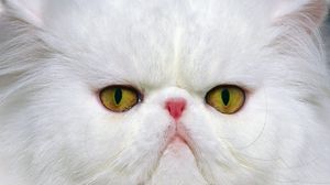 Preview wallpaper cat, muzzle, white, persian