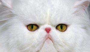 Preview wallpaper cat, muzzle, white, persian