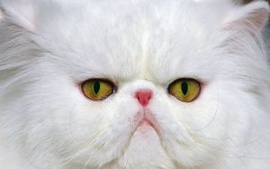 Preview wallpaper cat, muzzle, white, persian